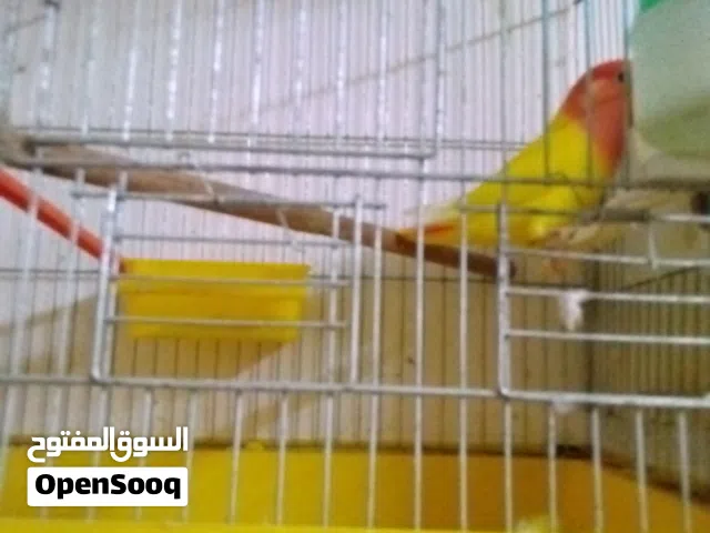 بسم لله نبدأ....5فراخ روز ريد اوبلاين احمر دم وفرخين اورنج معزولات موجود بلوصف تفاصيل