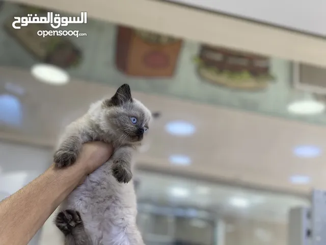 مش بس وسيمين وحلوين وما بحتاجو لمصروف كتير والسعر كتير مناسب وازا حابب بنزلك بس ما تحكي لحدا