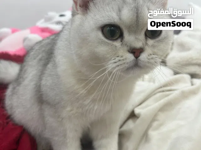 للبيع قطة برتش لونج هير ولديها كل اغراضها مع الحمام وأكلها والماي والعابها