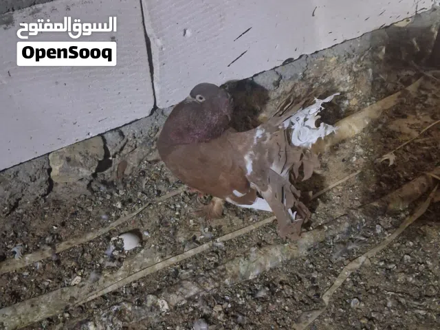 حمام خبط تصفيه