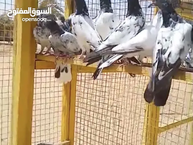 حمام باكستانيات