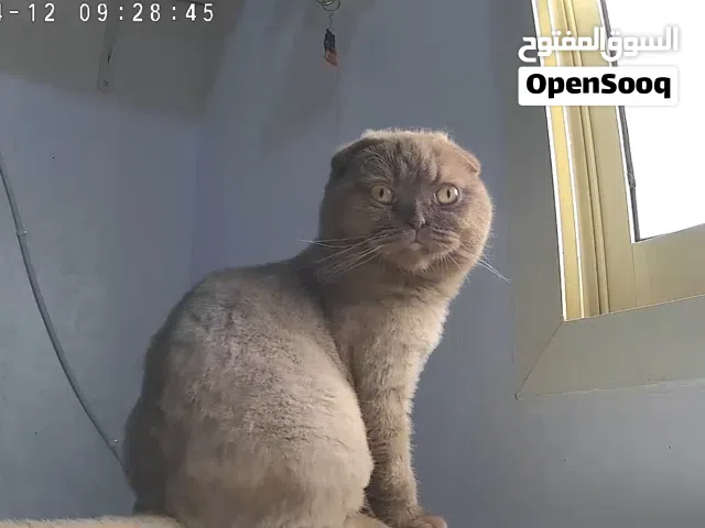 قطه سكوتش سينامون