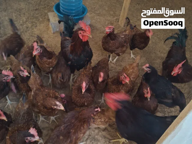 دجاج عربي منتج بياض