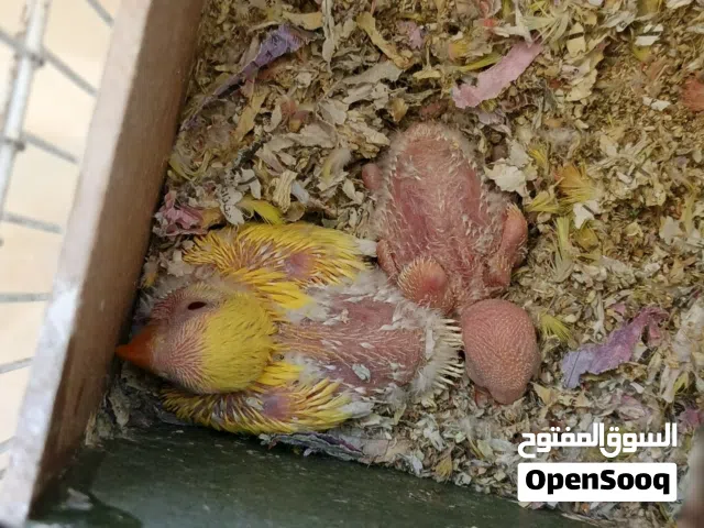 جوزين روز واحد تحتهم فراخ