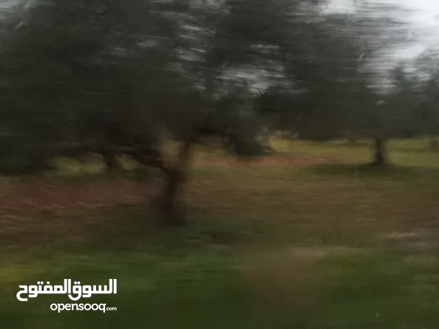 Farm Land for Sale in Irbid Sama Al-Rousan