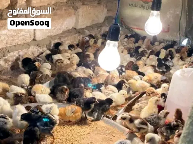يتوفر يوم السبت