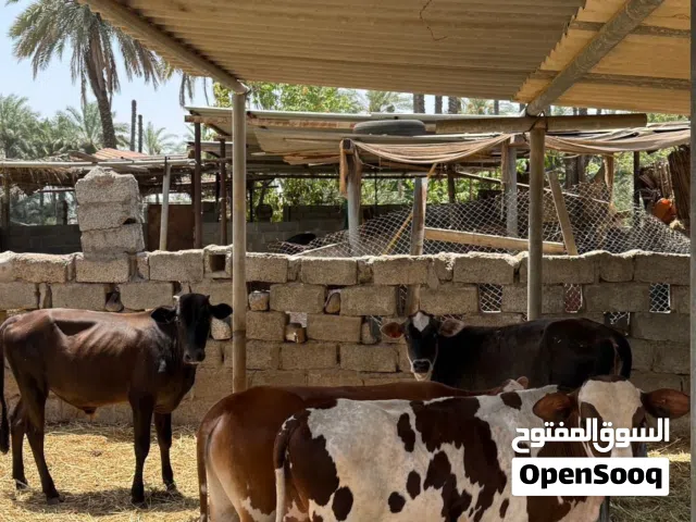 عجاله دار للبيع