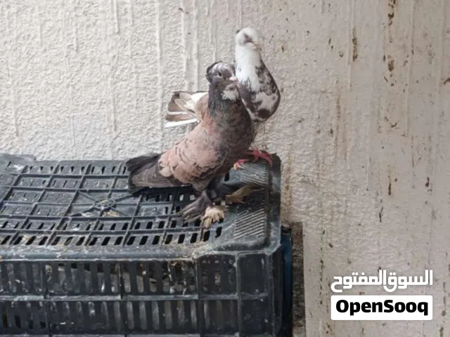 حمام دمكش عادي  زوج وفرخ ملهن