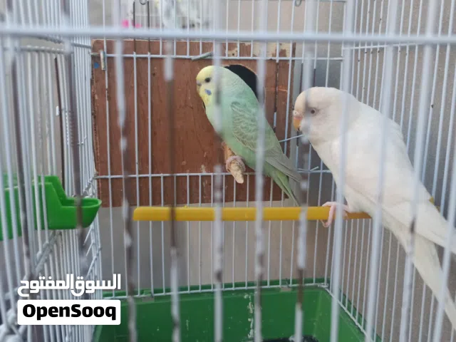 كوبيتان ربي يبارك
