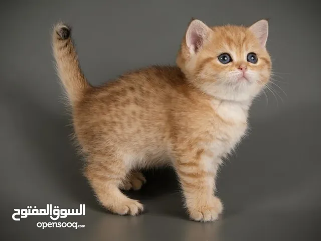 كتن سكوتش ستريت بيور للبيع