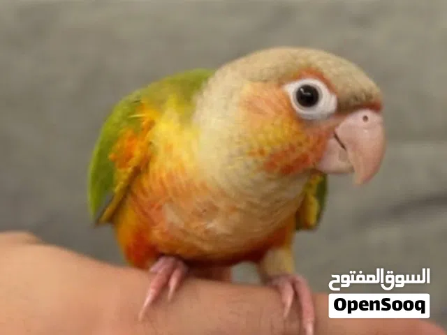 ببغاء كنيور اناناس اليف