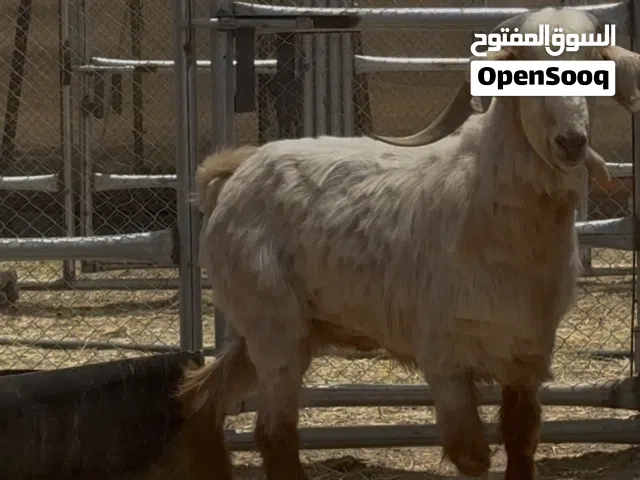 حلال للبيع الموقع ولاية عبري