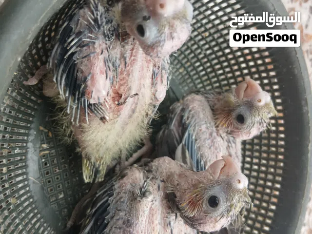 فراخ كوكتيل
