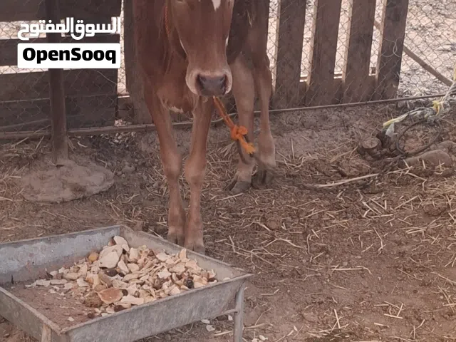 عجله محليه ضفايه  العمر 6 شهور جوز ف طعام السعر 180