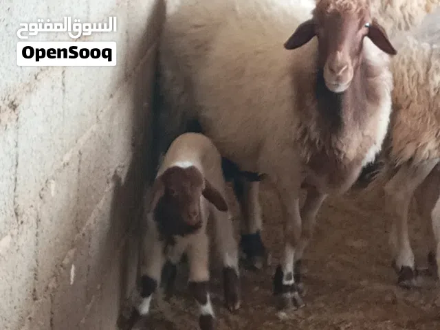 زوز نعاج  والدات