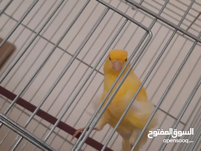 جوز مفتلات مع قفصهم مجوز