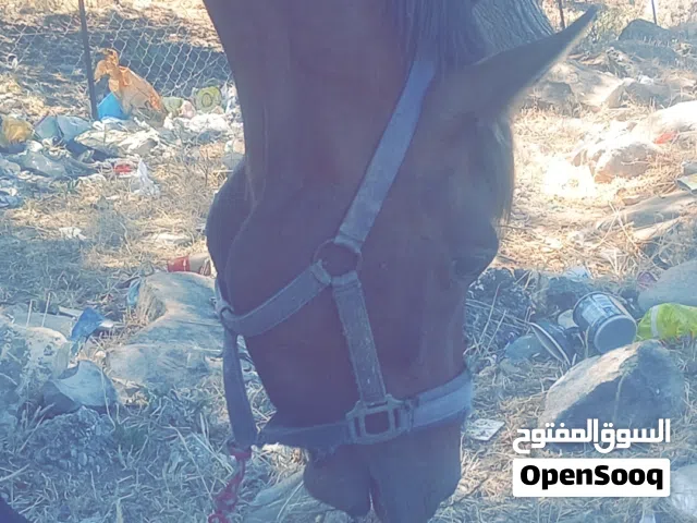 حصان للبيع اديه مريحات