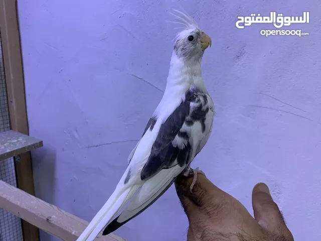 متاح فرخ كوكتيل مسوبع