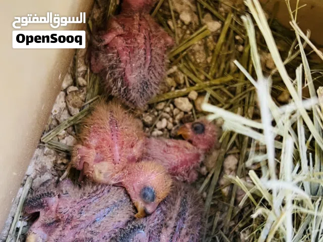 5فروخ بركاديلو للبيع