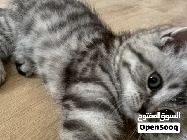 قطه لعوبه للبيع