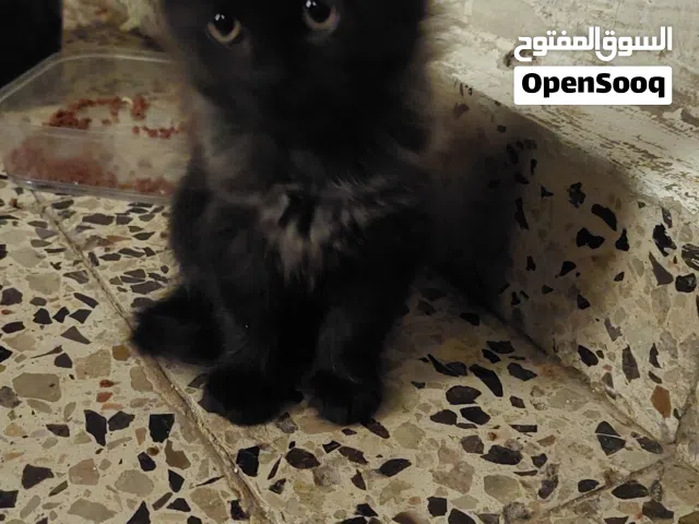 قط شيرازي للبيع