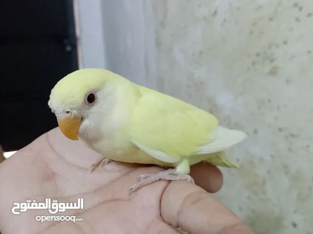 غندور اليف طينه لون ليموني عيون حمر طير لعوب يفتح القفص وحده