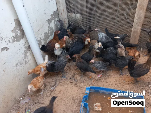 دجاج العمر شهرين