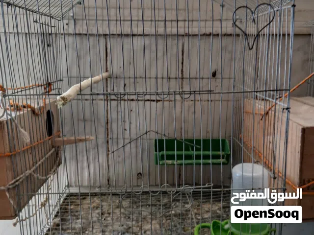 متوفر 3 اقفاص كوكتيل