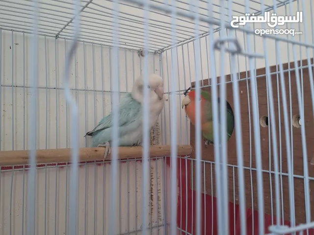 للي يدور شي نضيف وقوي وحجم جامبو وبسعر رخيص عندي الي يرضيك