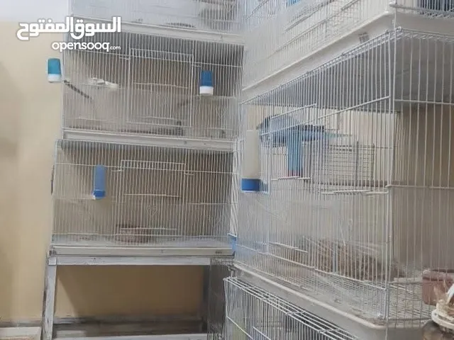 مجموعة اقفاص عدد 9 وقفص كبير مع 25 فخارة