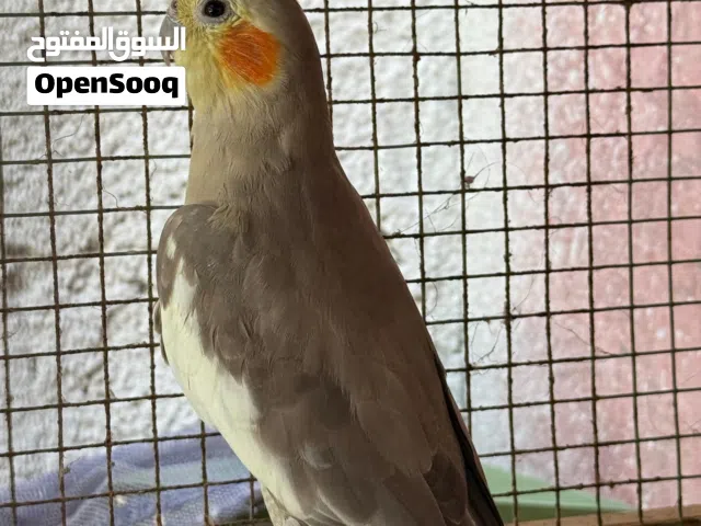 كوكتيل أنثى منتج الباطنة السويق