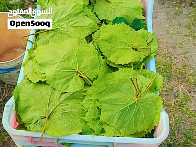 عدنى دوالي كميات كبيره للبيع دوالي نخب اول بالصلاه على النبي للمطاعم والمطابخ