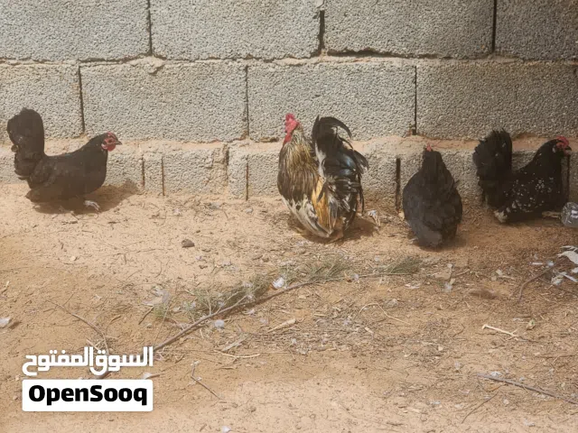دجاج كيني للبيع مع بعض 7 دجاجات وفروجين