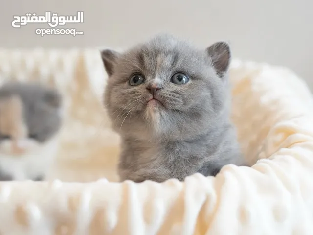 British short hair kitten for sale