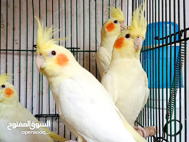 متاح للببع طيور عصافير كوكتيل لاتينى شبابات بيور دم عالى عين حمراء مستوى رائع احجام سوبر طيور مغرده