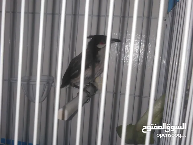 بلبل ماليزي
