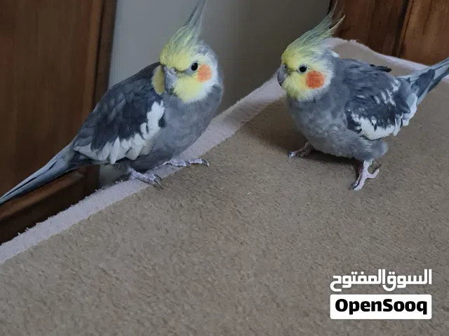 ببغاء كروان انثى