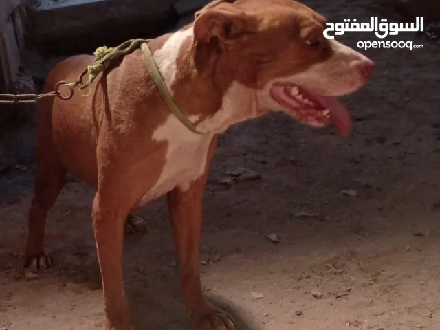 كلبه اجنبيه لابرادور