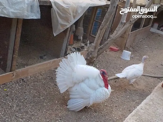 ذكر وانثيتين حبش للبيع