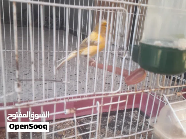زوز انتايات و زوز دكوره كناري  بيع او تبديل بي كوبيات ريمبوا