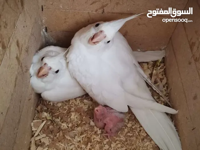 سعر حرق حرق حرق متوفر جوز كوكتيل البينو عين حمره مستوى اول حجم دبل دبل دبل جامبو منتج جوز بصلاه عل