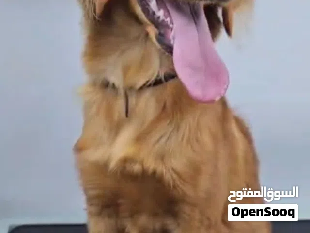 للبيع كوكو سبانيل    Dog :Cocker Spaniel