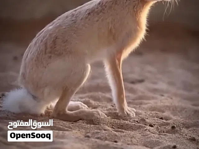 مطلوب مطلوب ارانب بريه