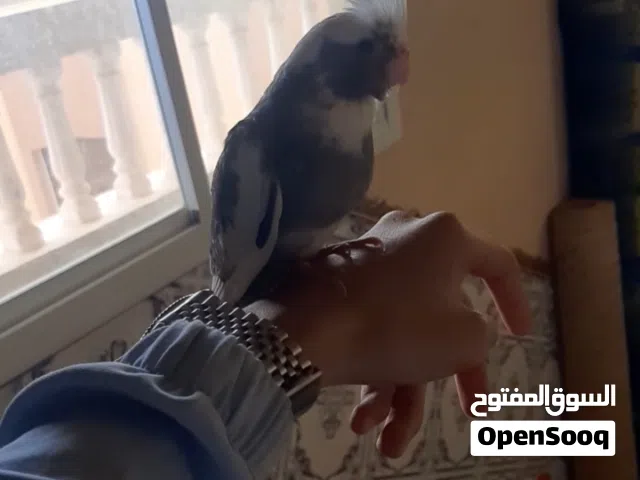 Calopsitte mdrisi fih taman zwin