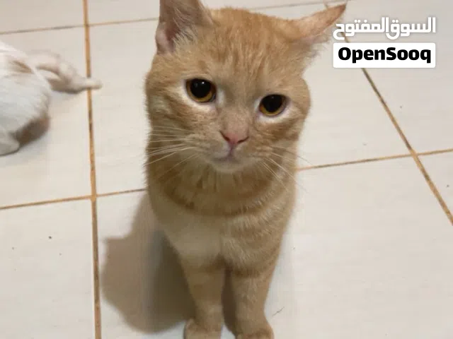 قطط للتبنى