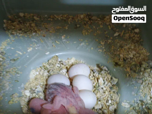 متاح زوج انكليزي و 3 افراخ و 3 بيضات جاي يفقسن بسعر مناسب