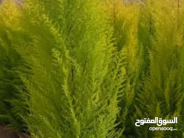 120 m2 3 Bedrooms Townhouse for Rent in Irbid Al Barha