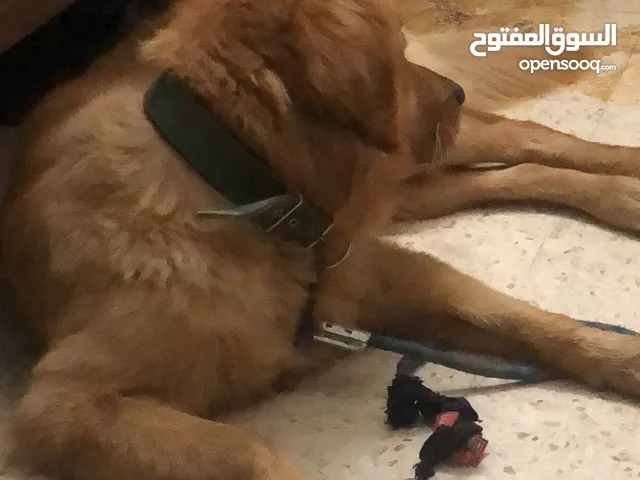 جولدن ريتريفر
