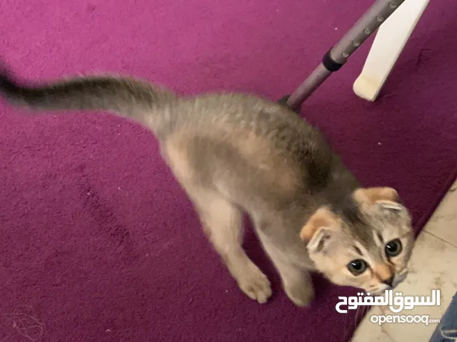 سكوتش فولد انثى غير مطعمة تاكل دراي ووت فولد تحب اللعب