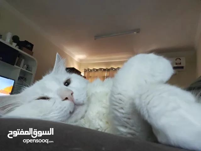 قط تركي للتبني